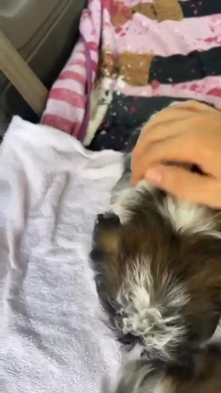Shih Tzu Puppies in Houston, Texas