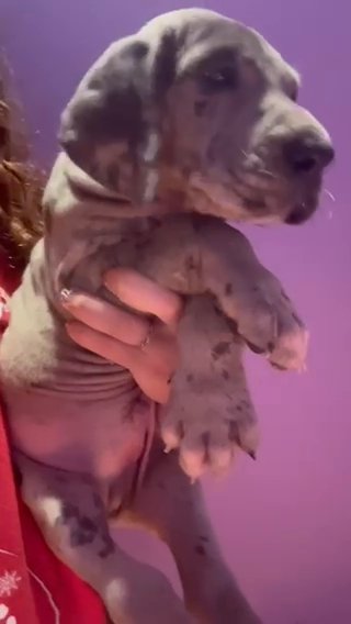 Blue Merle Male in Richmond, Virginia