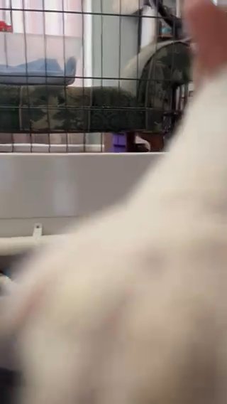 AKC Poodle Puppies in Easton, Maryland