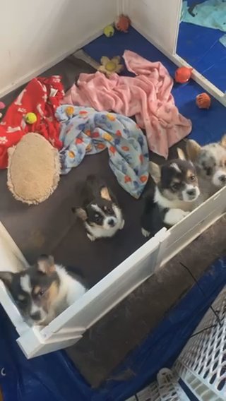 American corgis in Zanesville, Ohio