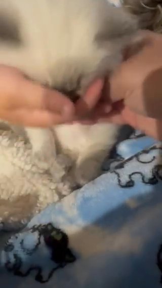 Boy Ragdoll in Dallas, Texas