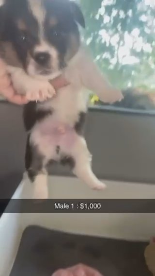 Black Tri Male in Zanesville, Ohio