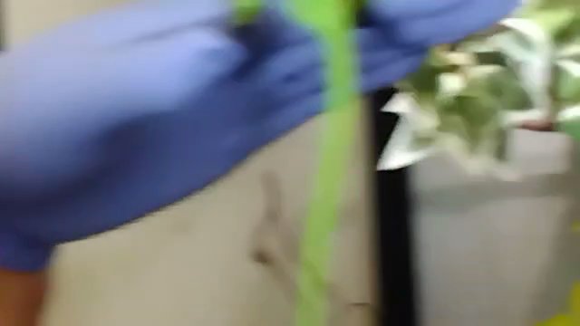 Male Veiled Chameleon in Fostoria, Ohio