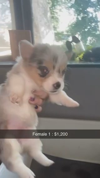 Blue Merle Female in Zanesville, Ohio