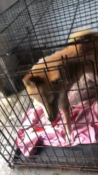 Please Help Me Rehome My Shiba Inu Before College in Atlanta, Georgia