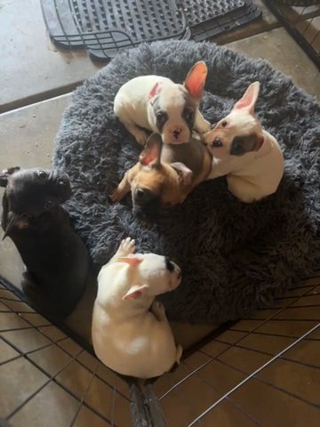 Rehoming Five FRENCH PUPPIES! in Corona, California