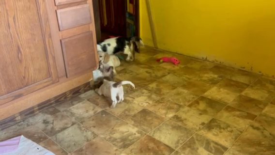 Mama And Puppies At Play in Oak Ridge, Tennessee