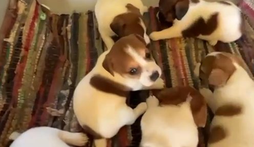 Lark Shorty Jack Female AKC in Paducah, Kentucky
