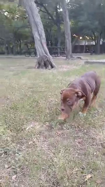Exotic Bully Female in Dallas, Texas