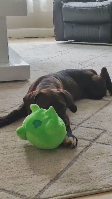 Boxador Puppy in Houston, Texas