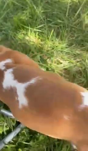 Basset Hound Playing in Nashville, Tennessee