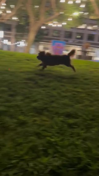 Rehoming pet in Los Angeles, California