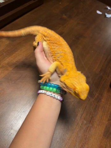 Rehoming Bearded Dragon in Jacksonville, Florida