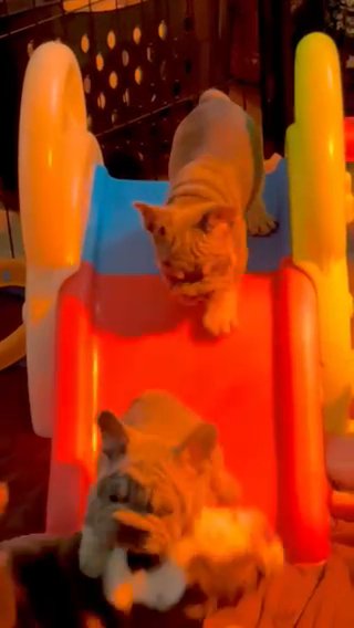 English Bulldogs & Big Rope Frenchies in Chambersburg, Pennsylvania