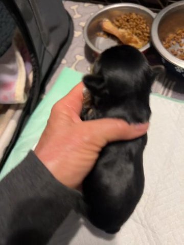 Traditional Male Yorkie Pup in Bristol, Virginia