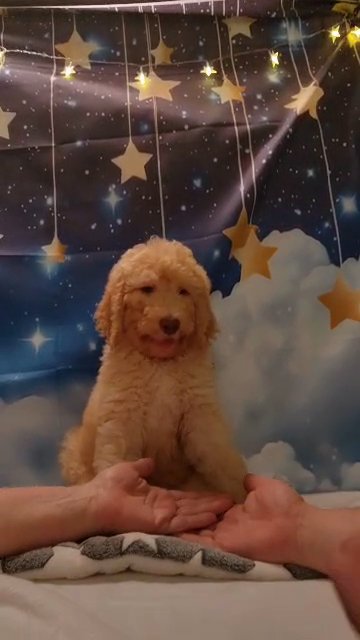 Star, Male Double Doodle in Winder, Georgia