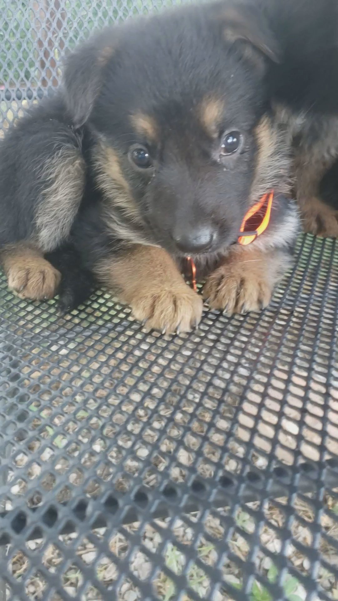 German shepherd akc demeter orange in Grand Island, Nebraska