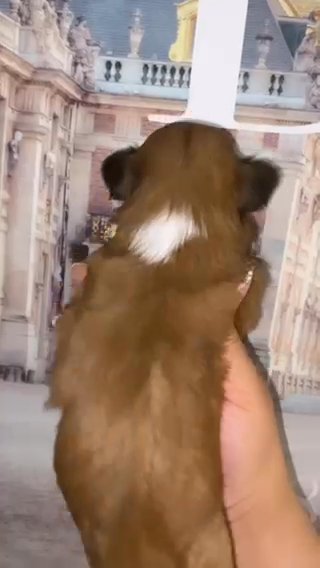 RUMBLE Shorkie Tzu Puppy in Atlanta, Georgia
