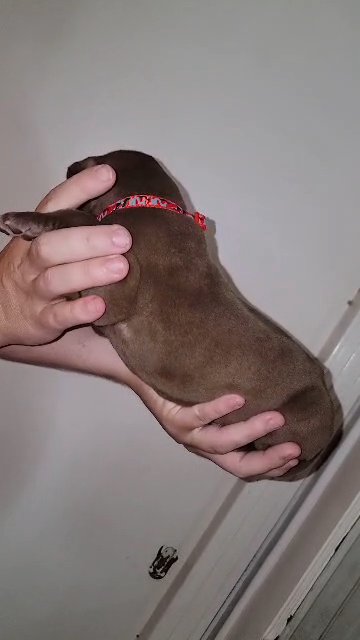 Chocolate Great dane in Sandusky, Ohio