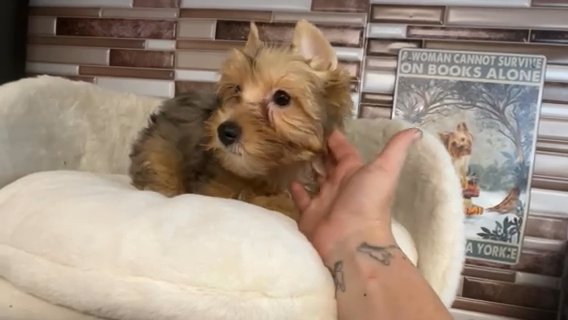 Auburn Quality Yorkie Lifetime Genetic Health Guarantee in Savannah, Georgia