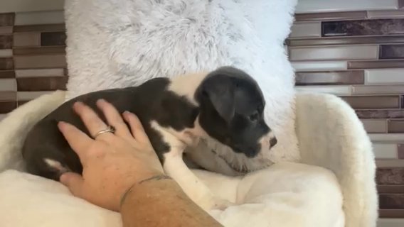 Rescue Babies Need Love Too ❤️ in Savannah, Georgia