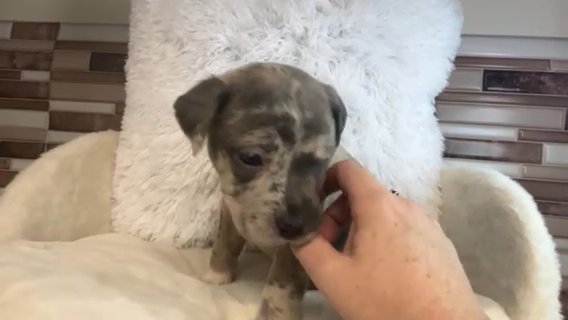 Rescue Puppies Need Love Too ❤️ in Savannah, Georgia