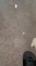 Shih Tzu’s Puppy’d in Jacksonville, Florida