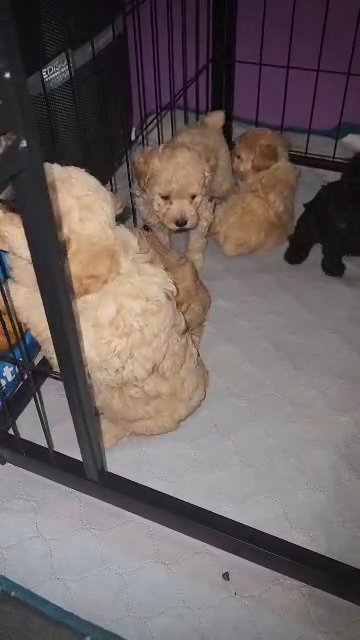 Toy Poodles in Laurinburg, North Carolina