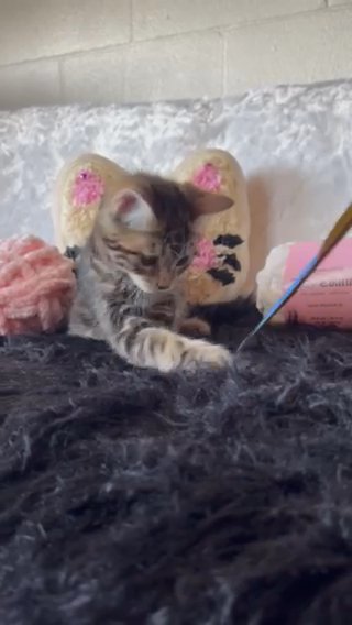 Female Hybrid Bengal X Scottish Fold Kitten in Beverly Hills, California