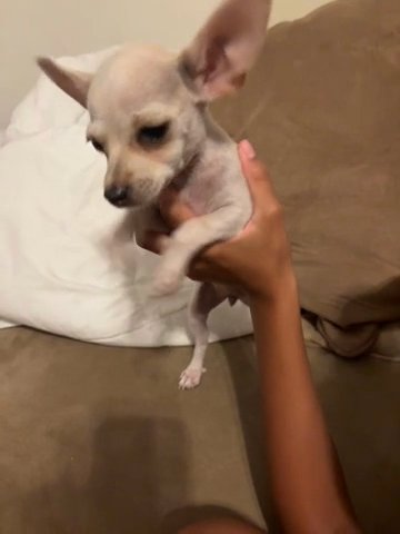 Chihuaha For Sale (Very Small) 2.5 Months Old in Pensacola, Florida