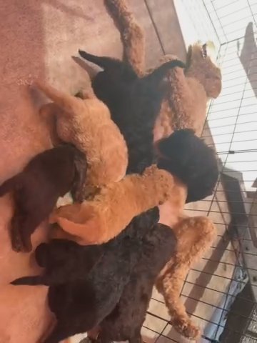 Golden Doodles in Los Angeles, California