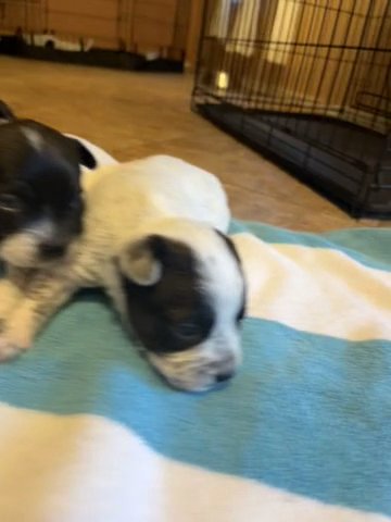 Cattle Dog/Bull Dog Mix (Males) in Peoria, Arizona
