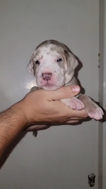 Lilac brindle harlequin great dane in Sandusky, Ohio