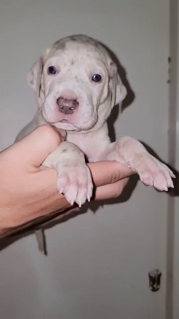 Lilac merle great dane in Sandusky, Ohio