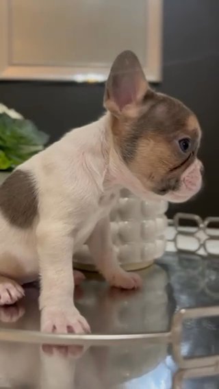 Female Puppy in Phoenix, Arizona