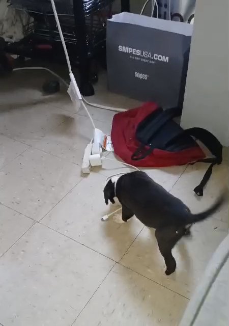 Panda & Benji need forever homes in New York City, New York