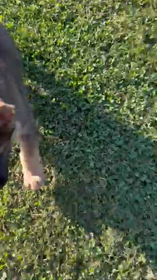 German Shepherd in Erie, Pennsylvania