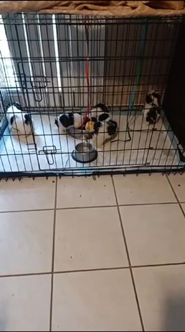 Shih Tzu Puppies in Houston, Texas