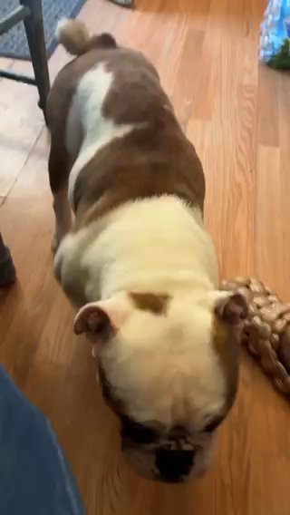 English Bulldog in Detroit, Michigan