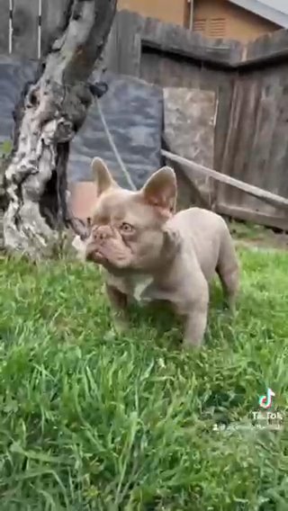 AKC Frenchie Stud in Zephyrhills, Florida