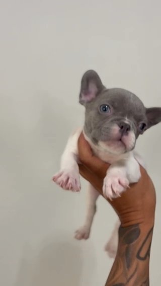 Pied Female Puppy in Phoenix, Arizona