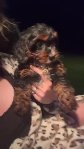 Toy Poodle in Cambridge, Maryland