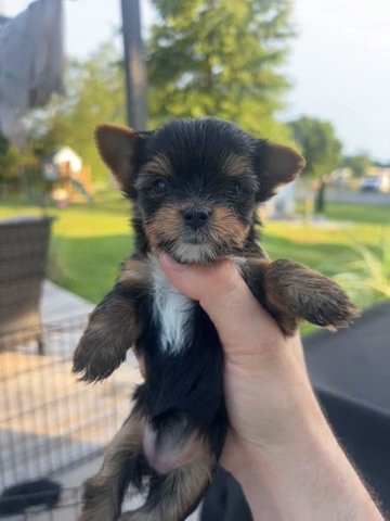 Female Traditional Yorkie in Lexington-Fayette, Kentucky