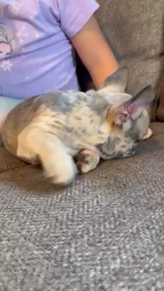 Akc Merle Male Half Blue Eye in Indianapolis, Indiana