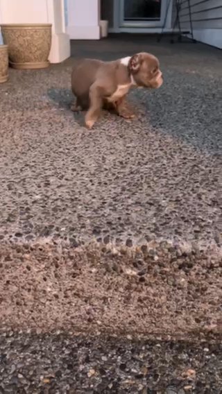 Rehoming Bully Pups in Tacoma, Washington