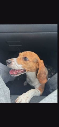 6 Months Old Beagle (female) in Alexandria, Virginia