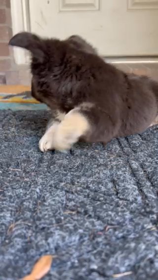 Chocolate/tan Fluffy Female in El Paso, Texas