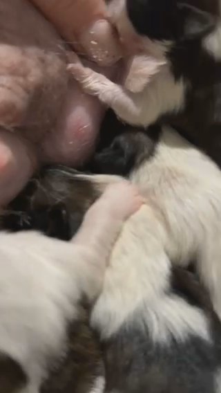 Shih Tzu Puppies in Jacksonville, Florida