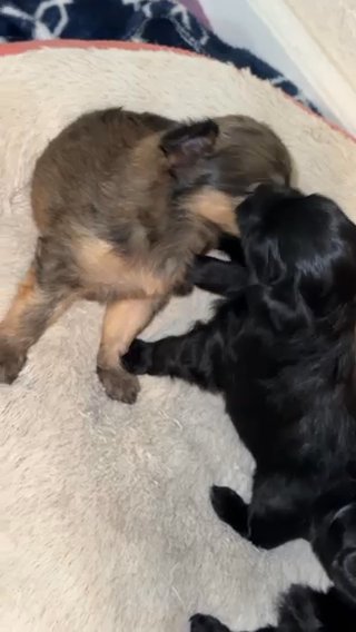 Black Yorkie Girl Available! ??? in Milwaukee, Wisconsin