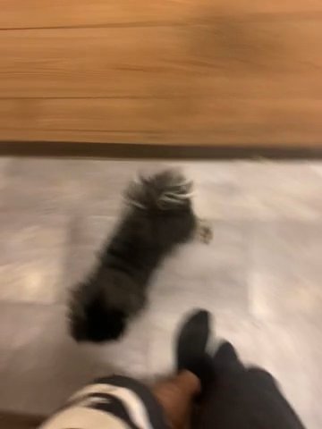 Tabby in Manhattan, New York